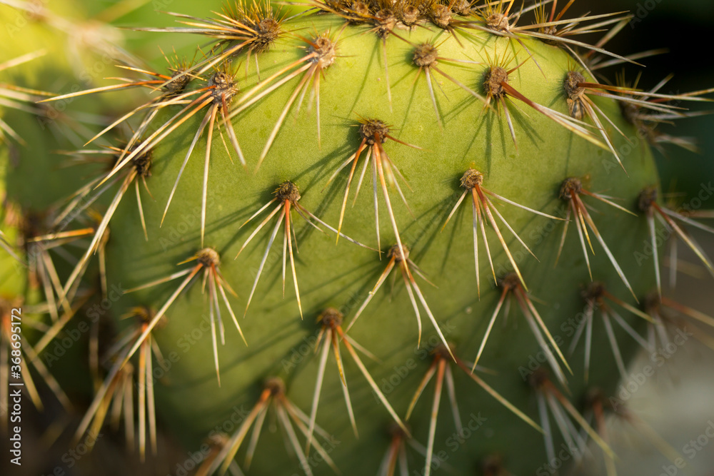 Closeup of a prickly pear cactus (Opuntia) Closeup of a prickly pear cactus (Opuntia)