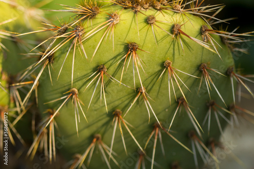 Closeup of a prickly pear cactus (Opuntia)