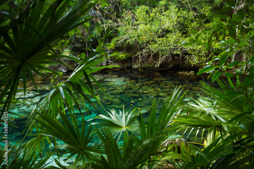 Tropical flora foliage. Enchanting landscape. View of the tropical palm trees leaves and emerald color water cenote in the jungle. The transparent clear water natural pond with a rocky bed.