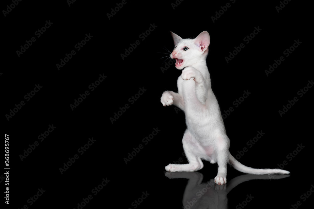 white oriental kitten isolated over black background white oriental kitten isolated over black background