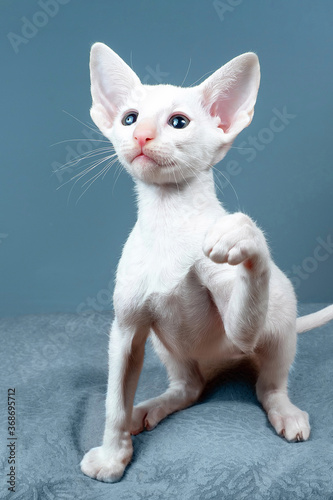 Oriental cat on blue background