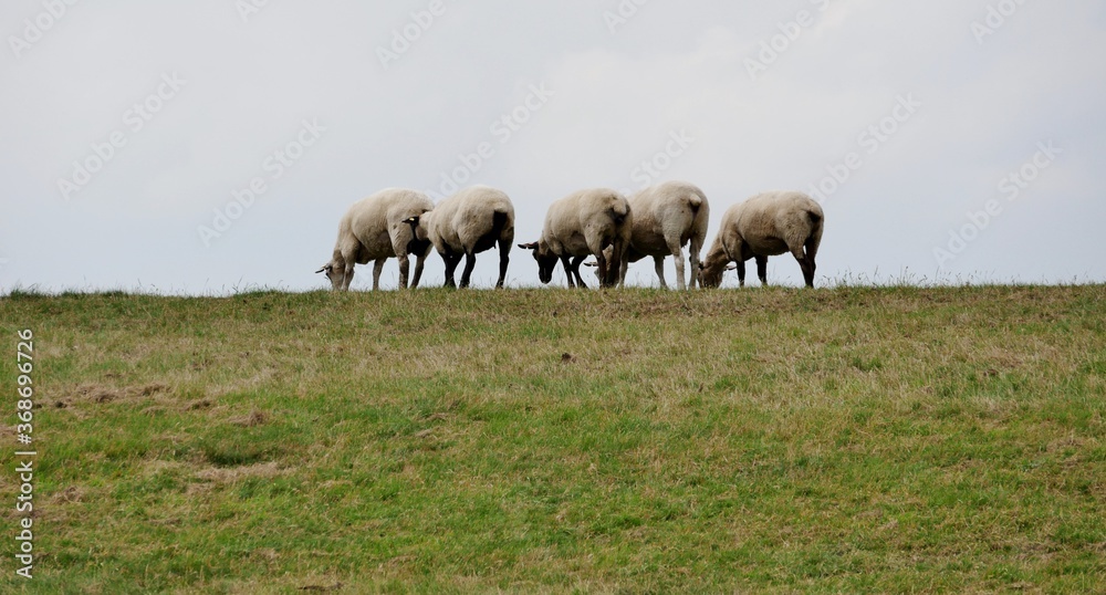 Schafe auf dem Deich