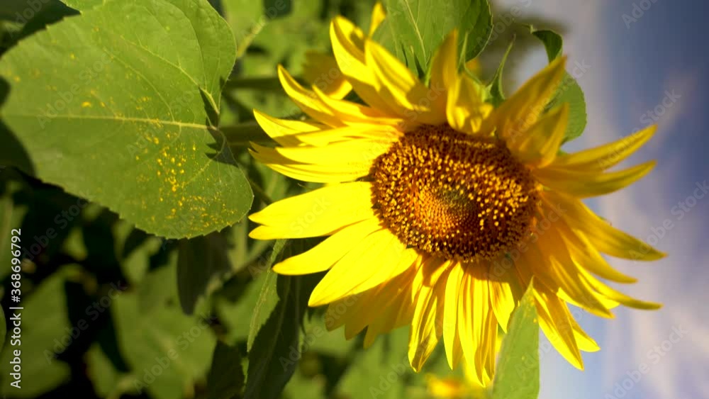 vertical video of a blooming sunflower flower on a sunflower field against a blue sky vertical video of a blooming sunflower flower on a sunflower field against a blue sky