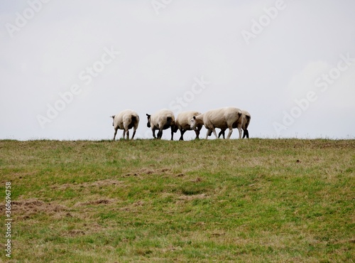 Schafe auf einem Deich in Schleswig-Holstein