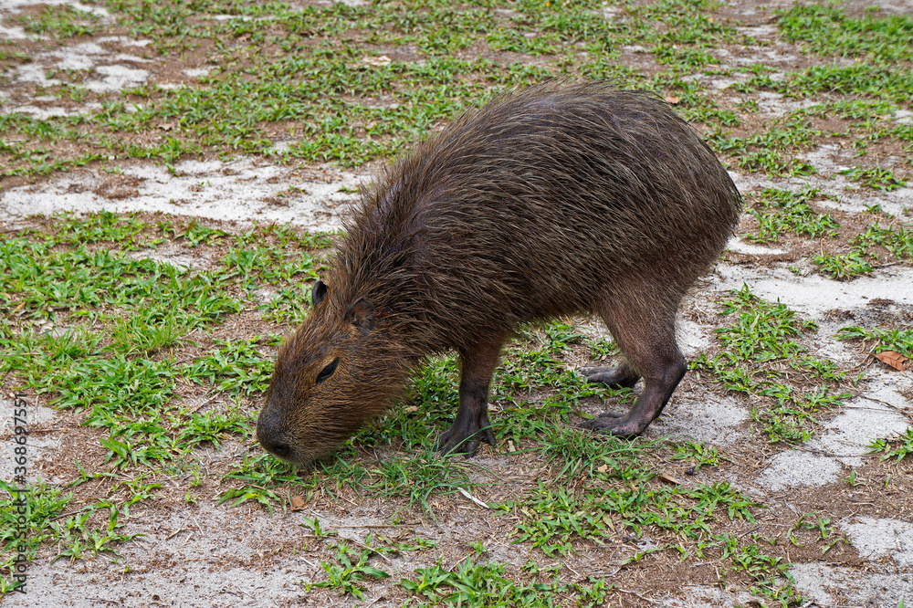 Capybara grazing (Hydrochoerus hydrochaeris) Capybara grazing (Hydrochoerus hydrochaeris)