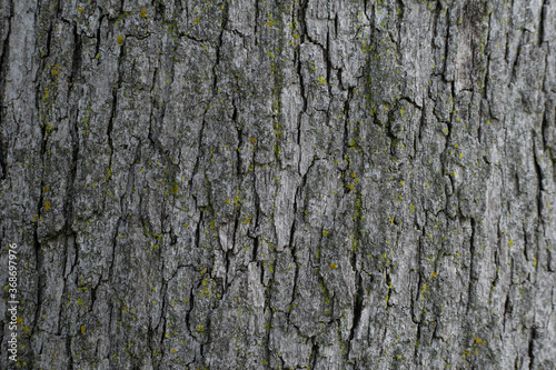 Tree bark background (ID: 368697976)