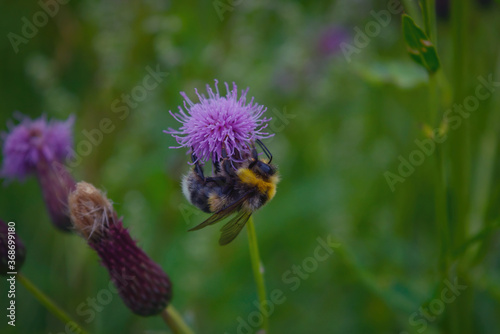Bumblebee collects nectar on a flower. Bumblebee collects nectar from a flower.