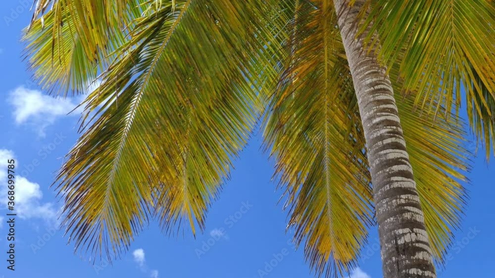 Top of coconut palm trees caribbean island. Travel destinations. Summer vacations. Saona island Top of coconut palm trees caribbean island. Travel destinations. Summer vacations. Saona island