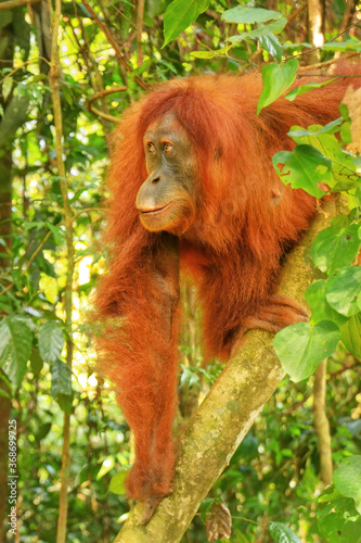 Female Sumatran orangutan sitting in a tree in Gunung Leuser National Park, Sumatra, Indonesia