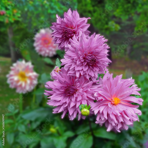 Pink dahlia in the garden