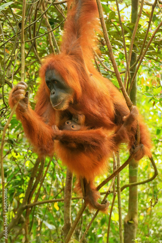 Female Sumatran orangutan with a baby hanging in the trees, Gunung Leuser National Park, Sumatra, Indonesia © donyanedomam