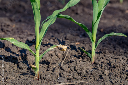 Εκτύπωση καμβά Cornfield with corn plant leaf turning yellow, chlorosis, from herbicide applica