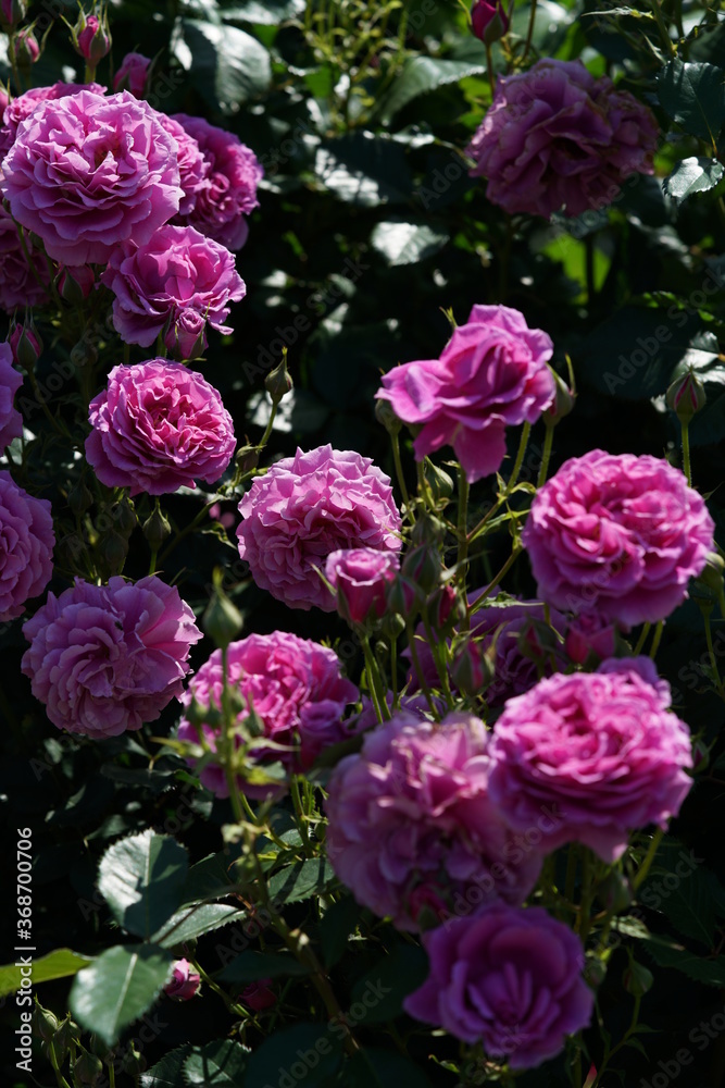 Light Purple Flower of Rose 'Scented Air' in Full Bloom
Light Purple Flower of Rose 'Scented Air' in Full Bloom
