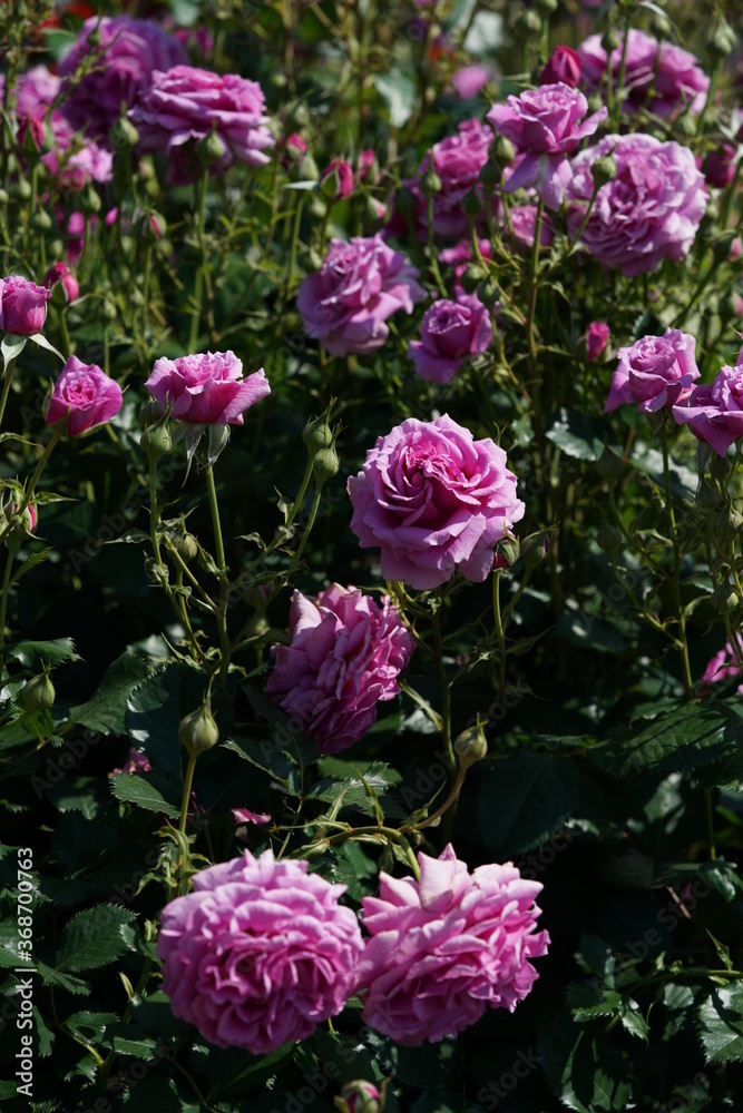 Light Purple Flower of Rose 'Scented Air' in Full Bloom

