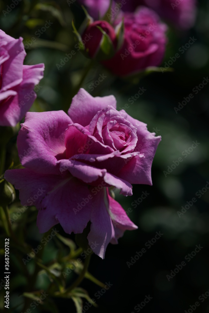 Light Purple Flower of Rose 'Scented Air' in Full Bloom
Light Purple Flower of Rose 'Scented Air' in Full Bloom