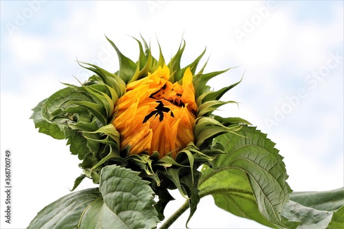 Foto Sunflower,just opening wit green leaves against a cloudy sky