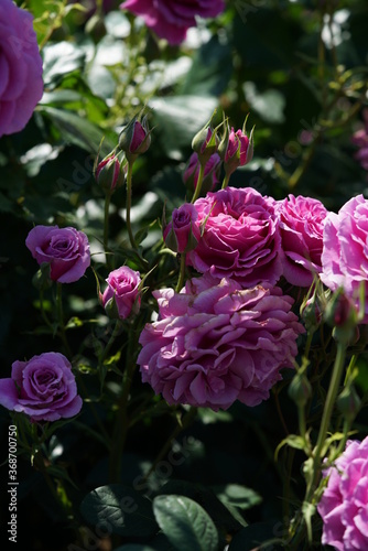 Light Purple Flower of Rose  Scented Air  in Full Bloom 