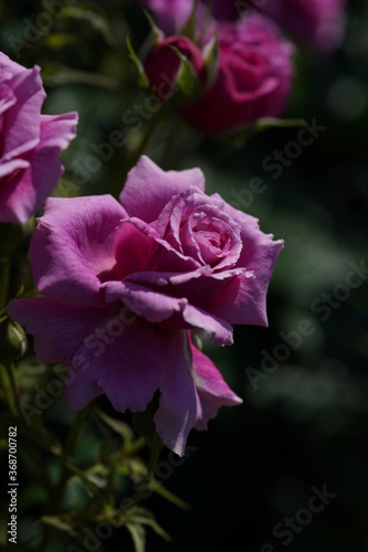 Light Purple Flower of Rose 'Scented Air' in Full Bloom 