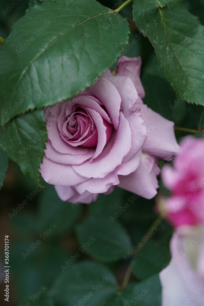 Light Purple Flower of Rose 'Secret Perfume' in Full Bloom
Light Purple Flower of Rose 'Secret Perfume' in Full Bloom