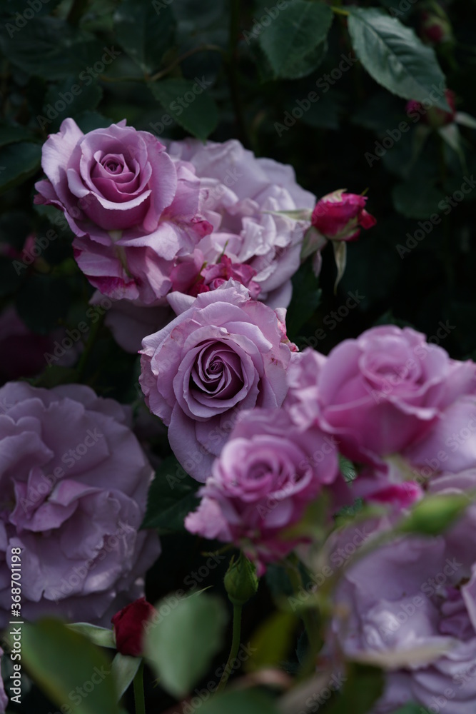 Light Purple Flower of Rose 'Secret Perfume' in Full Bloom
