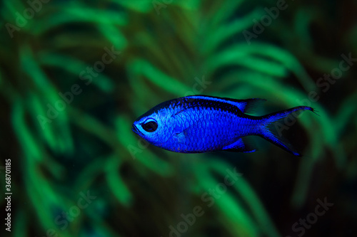 Photography Blue Chromis