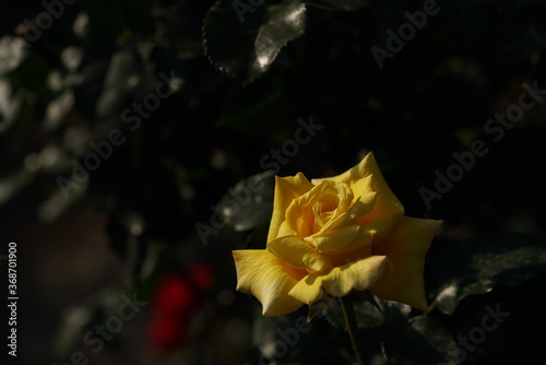 Yellow Flower of Rose 'Shinsei' in Full Bloom

