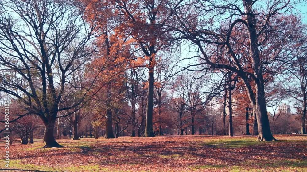 Central Park winter colors on a beautiful sunny day, New York City, slow motion Central Park winter colors on a beautiful sunny day, New York City, slow motion