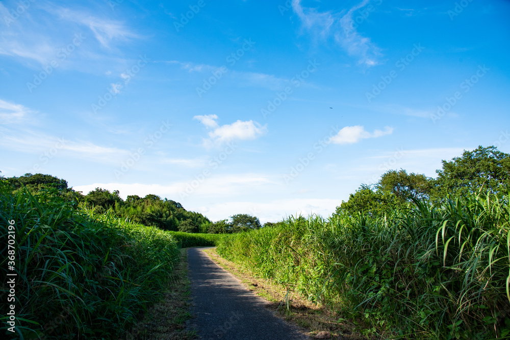 田舎道