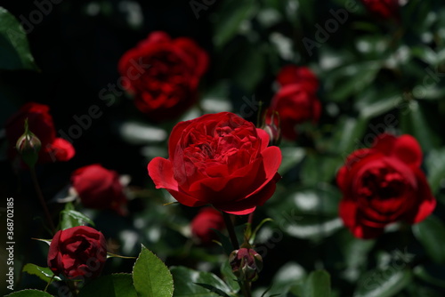 Fototapeta Naklejka Na Ścianę i Meble -  Red Flower of Rose 'Siegfried' in Full Bloom
