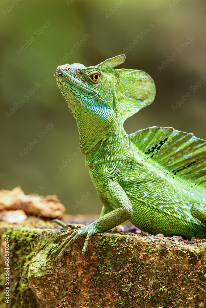Male plumed basilisk (Basiliscus plumifrons) sitting on a stump Male plumed basilisk (Basiliscus plumifrons) sitting on a stump