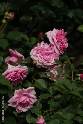Light Pink Flower of Rose  Sister Elizabeth  in Full Bloom 