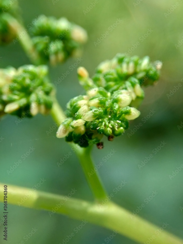 Macro shot of laportea flower with a natural background. Indonesian call it lateng or jelatang. Macro shot of laportea flower with a natural background. Indonesian call it lateng or jelatang.
