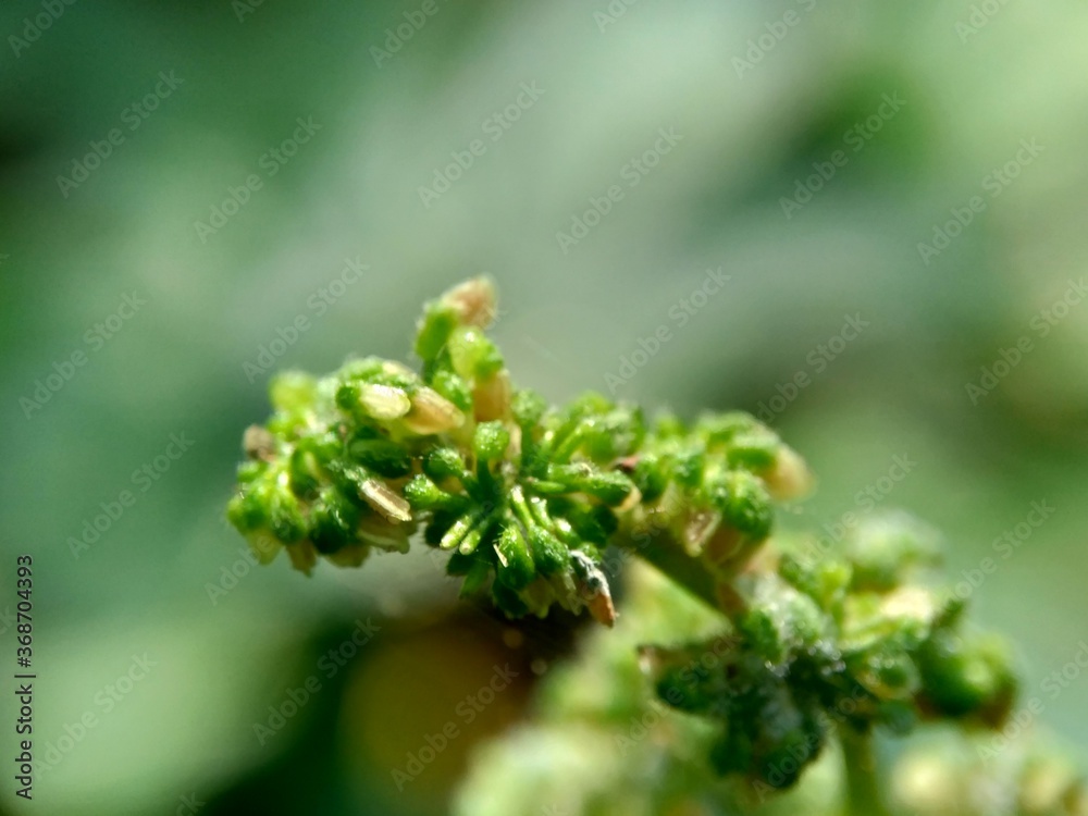 Macro shot of laportea flower with a natural background. Indonesian call it lateng or jelatang. Macro shot of laportea flower with a natural background. Indonesian call it lateng or jelatang.