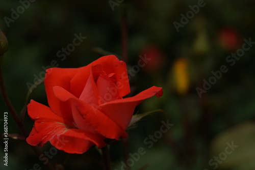 Light Pink Flower of Rose 'Spice Twice' in Full Bloom
