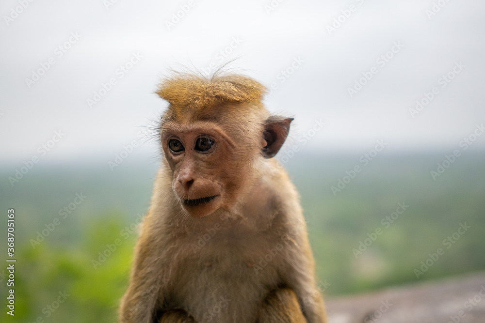 Naklejka premium シーギリヤロックにいたトクモンキー(Toque Macaque)