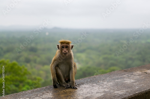                                                     Toque Macaque 