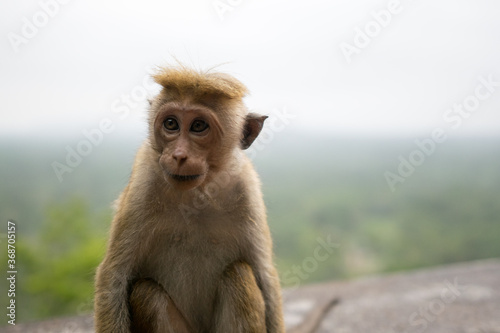 シーギリヤロックにいたトクモンキー(Toque Macaque) © exs
