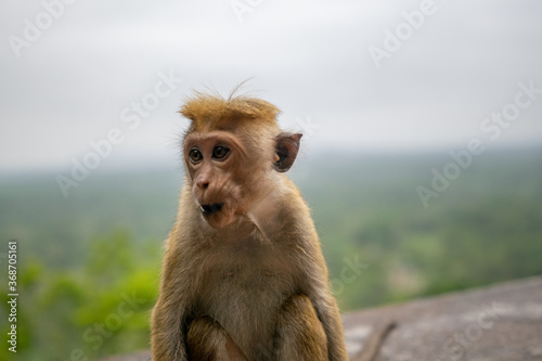 シーギリヤロックにいたトクモンキー(Toque Macaque) © exs