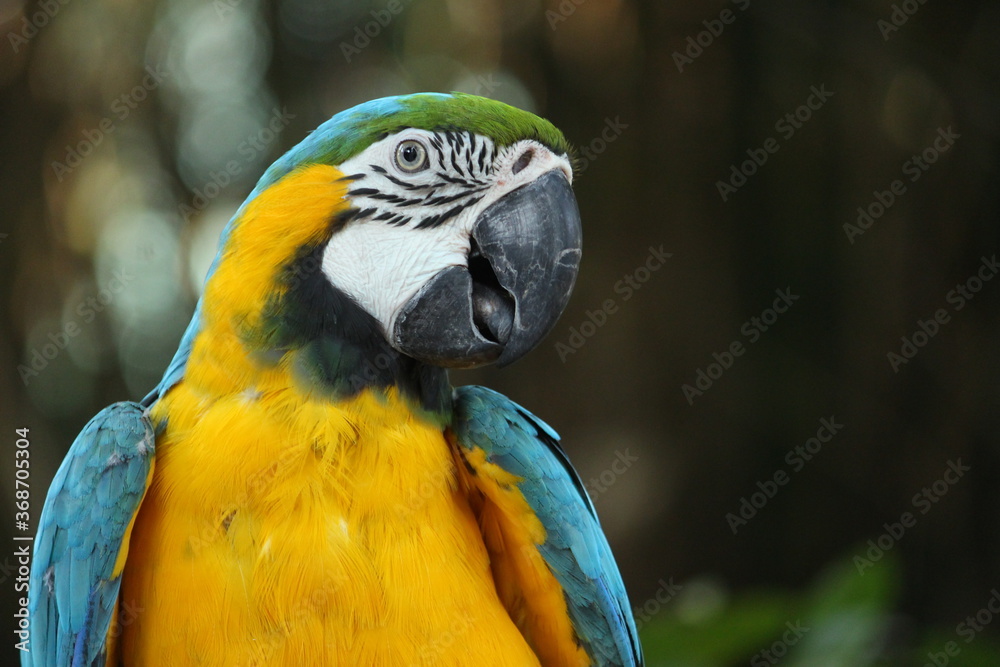 Yellow Red Beautiful Parrot sitting on Tree grooming themselves in isolation at Safari Park Forest