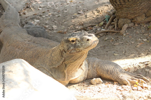 Komodo Dragon Resting in sunlight at his native island 
