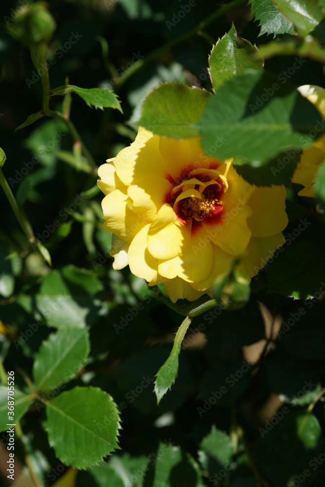 Yellow blend Flower of Rose 'Strabo Babylon' in Full Bloom
Yellow blend Flower of Rose 'Strabo Babylon' in Full Bloom