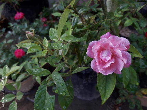 red rose in a garden