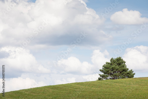 A small tree alone on a green slope under blue cloud filled sky