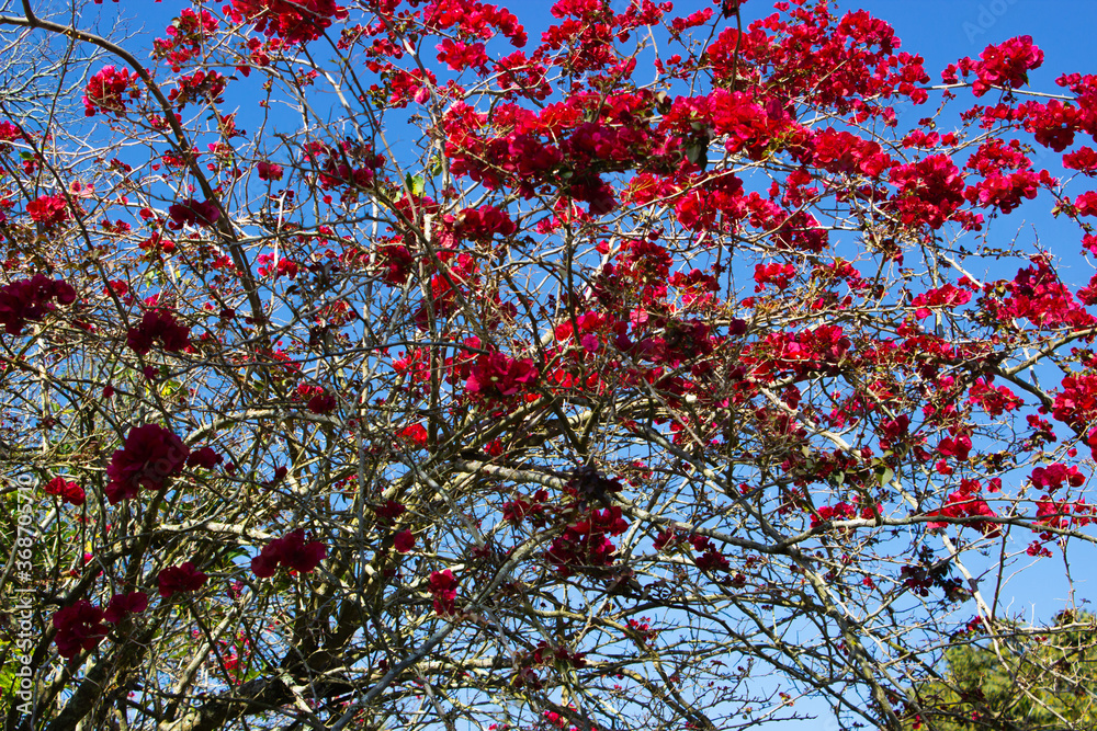 autumn leaves against blue sky autumn leaves against blue sky