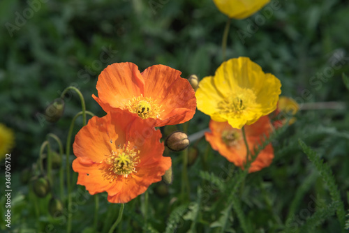 Beautiful  vibrant  yellow  white   orange poppy flowers seen in the summer time bloom. 