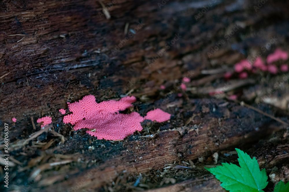 Trichaptum polypore (violet-toothed polypore) growing on a log Trichaptum polypore (violet-toothed polypore) growing on a log
