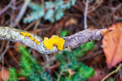 Tremella mesenterica (witchss' butter) growing on a stick photo