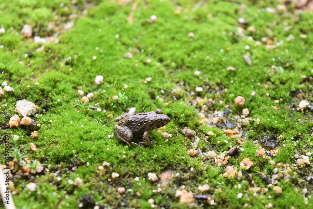 苔とカエル 苔とカエル