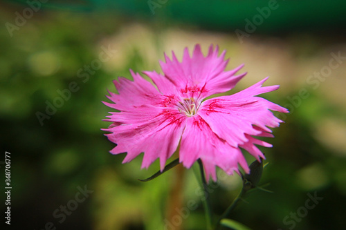 pink cosmos flower