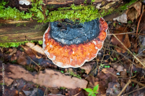 Fomitopsis pinicola (Red-Belted Conk) growing in the woods